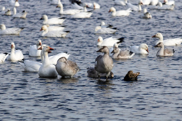 Oie des neiges, Snow Goose Migration Étang Burbank Danville, Estrie, Québec Canada
