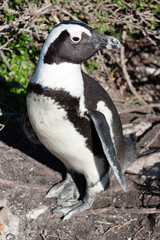 Naklejka premium African penquin