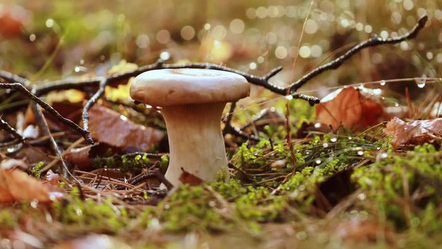 Mushroom Boletus In a Sunny forest.