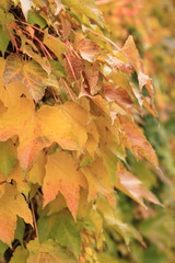 autumn leaves background