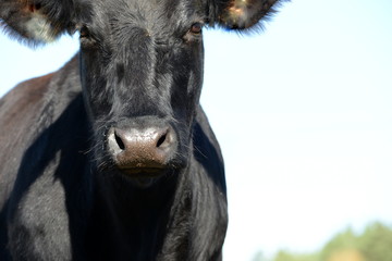 Kuhmaul. Portrait einer schwarzen Angus Kuh