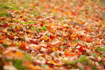 Fall background. Fallen dry yellow leaves lying on the lawn. Autumn park. Leaf litter