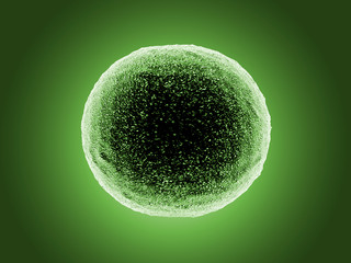 Bakterium (Kokken)
