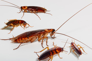 Set of Cockroach with Still alive on white background.