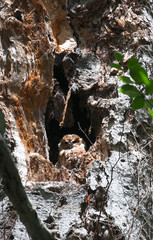 an owl sitting in the hollow of a tree