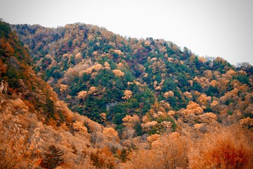 Natural landscape view of the autumn red-orange color forest with the mountain hill in Kamikochi,Matsumoto,Japan