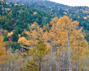 Japanese natural pine forest park with many trees in autumn season
