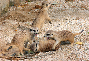 Fototapeta premium Les Suricates en groupe