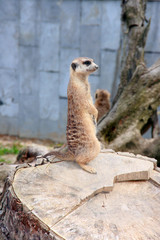 Suricata suricatta