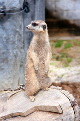 Le Suricate