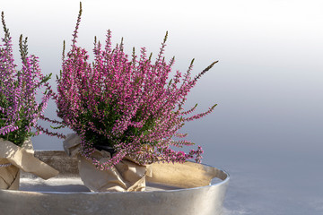 purple flower arrangement