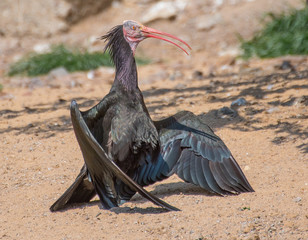 Northern Bald Ibis - Geronticus Eremita