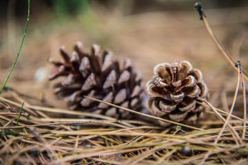 The pine tree cones fallen from a tree on the ground