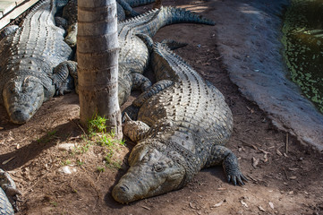 crocodile sleeping
