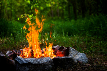 fire in forest