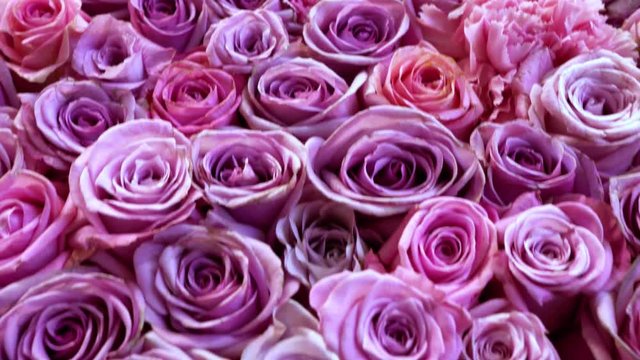Natural roses background closeup
