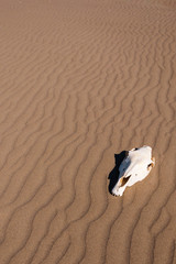 The horse skull on wavy sand in beach. Adana,Turkey.