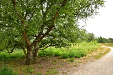 Baum Birke alt Maasduinen Holland