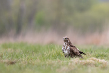 Birds - Common Buzzard (Buteo buteo)
