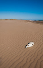 The horse skull on wavy sand in beach. Adana,Turkey.