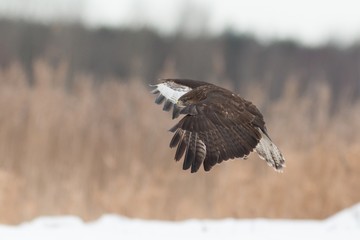 Birds - Common Buzzard (Buteo buteo)
