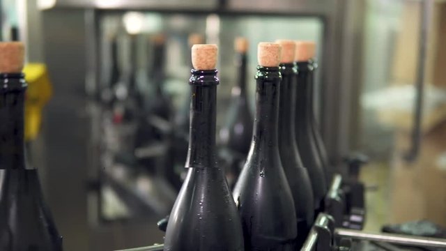 Sparkling wine bottles on conveyor or water bottling machine in winery