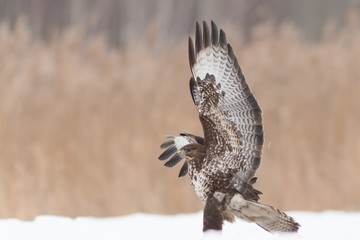 Birds - Common Buzzard (Buteo buteo)