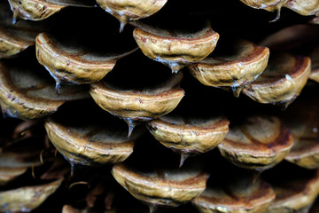 Pine-cone, fir-cone, cone, strobile christmas decoration