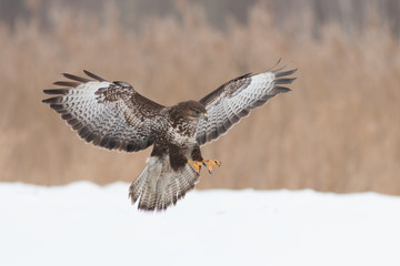 Birds - Common Buzzard (Buteo buteo)