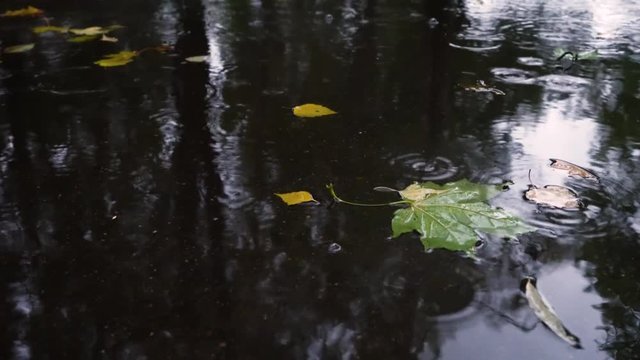 Autumn rain in bad weather, rain drops on the surface of the puddle with fallen leaves.