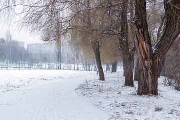The snow-covered park is very beautiful with trees and bushes covered in snow.