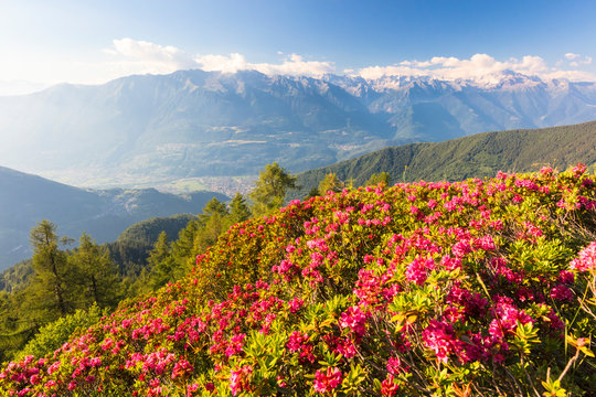 Rhododendrons on Pizzo Berro with Rhaetian Alps and Monte Disgrazia in the background, Bitto Valley, Lombardy, Italy