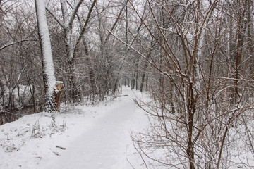 The snow-covered park is very beautiful with trees and bushes covered in snow.