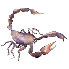 Exotic scorpion wild insect in a watercolor style isolated. Full name of the insect: scorpion.