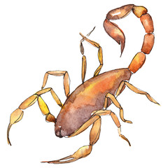 Exotic scorpion wild insect in a watercolor style isolated. Full name of the insect: scorpion.