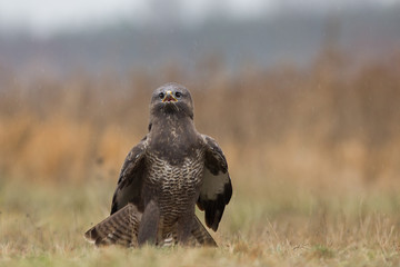Birds - Common Buzzard (Buteo buteo)