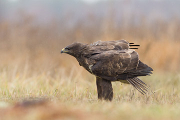 Birds - Common Buzzard (Buteo buteo)