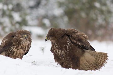 Birds - Common Buzzard (Buteo buteo)