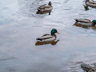 Ducks swim in the autumn pond.