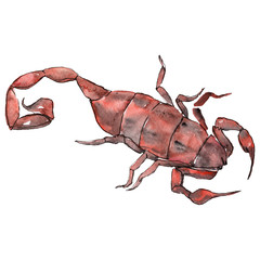 Exotic scorpion wild insect in a watercolor style isolated. Background illustration set.