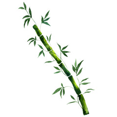 Isolated bamboo and bambooleavs illustration element. Watercolor background illustration set. Aquarelle isolated.