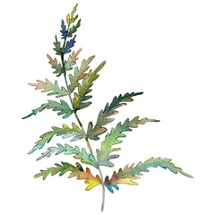 Isolated green fern illustration element. Watercolor background illustration set. Green leaf.