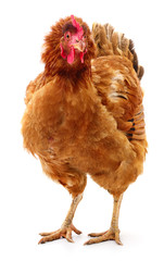 Brown hen isolated.