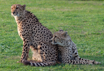 Two cheetahs on grass