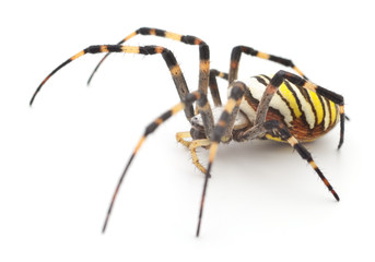 Yellow and brown spider.