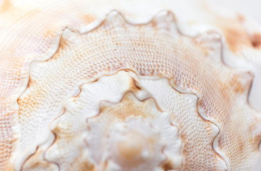 Macro seashell. Blur close up shell background.