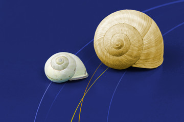 Two Snail Shells on a Green Background