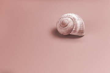 Snail Shell on a Pink Colored Background
