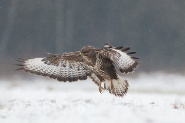 Birds - Common Buzzard (Buteo buteo)