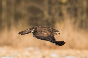 Birds - Common Buzzard (Buteo buteo)